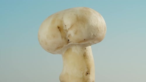 champignon mushroom rotates against a blue sky background, close-up.