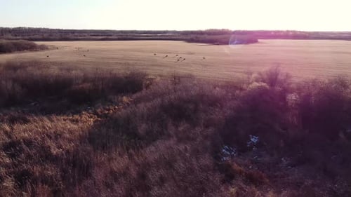 Hirschherde auf einem Feld, die auf dem Feld frisst und rennt.