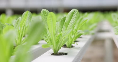 Closeup, seedling or plant for agriculture in greenhouse for sustainable farming