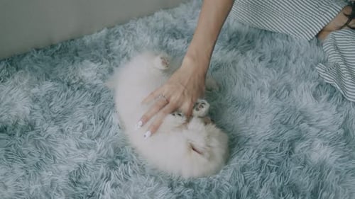 Woman pets fluffy white puppy on soft rug