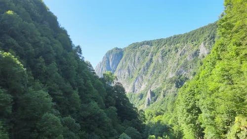 Aerial Green Forest Valley