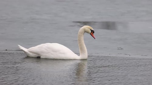 Un cygne gracieux au long cou incurvé boit l'eau d'un lac froid. Les environs