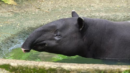 Cute Malayan tapir (tapirus indicus) soaking in the pool of water, cooling off from the heat, sticki
