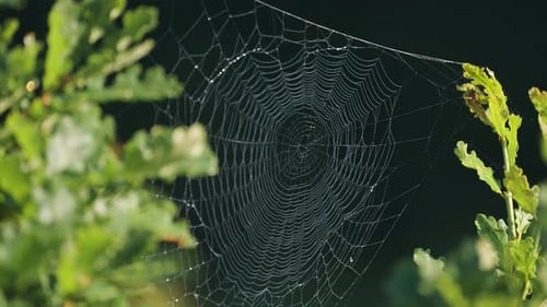 Ein dünnes Spinnennetz, das zwischen den grünen Ästen hängt.