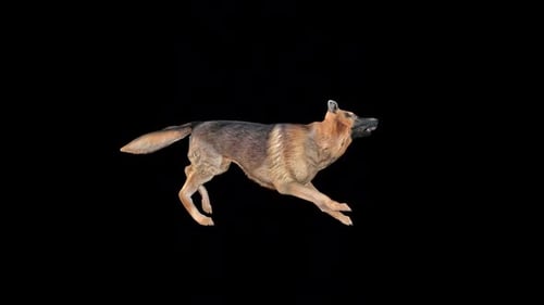 Aggressive German Shepherd Dog Attacking and Running Animation