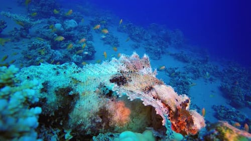 Coral Reef Scorpion Fish