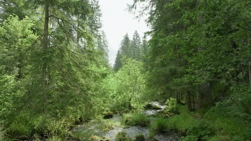 Aerial Footage of Cinematic Drone Movement Over Stream in the Forest