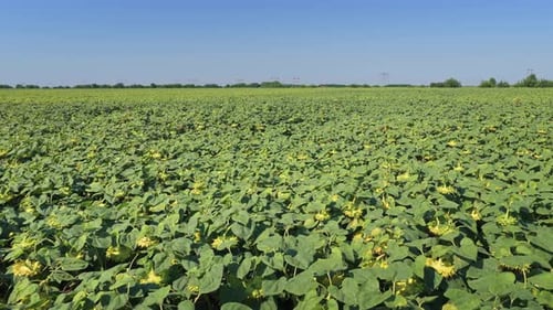 Aerial drone Sunflower field flower on a sunny Summer Day in Europe, farming sun flower, close-up,