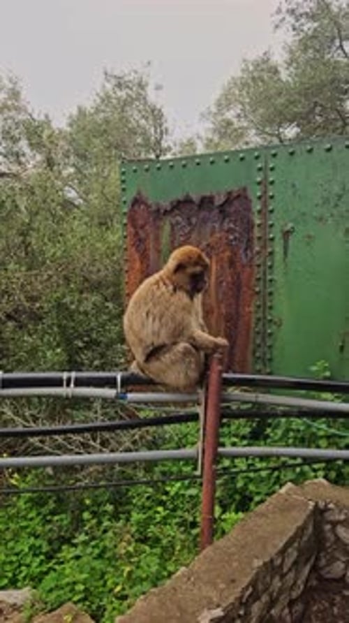 Deux singes interagissent dans une scène ludique et dynamique alors que l'un grimpe sur un mur vert rouillé tandis que l'autre