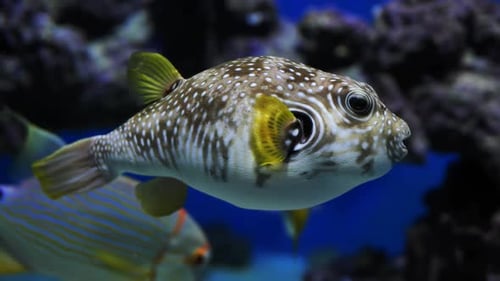 Whitespotted Pufferfish Swimming in Blue Water Aquarium
