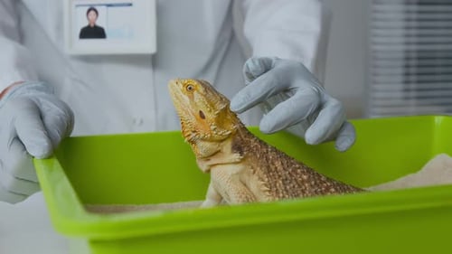 Researcher Examines Bearded Dragon in Laboratory