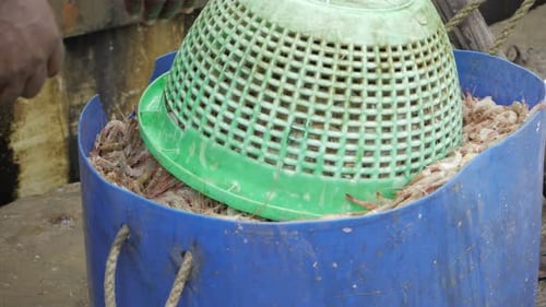 Fresh Shrimp Harvested in Bucket at Coastal Fishery