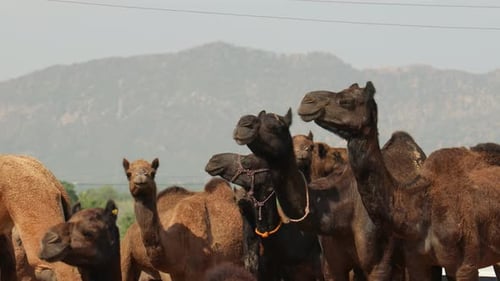 Camels at the Pushkar Fair, also called the Pushkar Camel Fair or locally as Kartik Mela is an