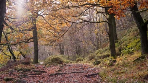 Ruhiger Winterwald: langsamer Bach, goldene Eichen und abgefallene Blätter bedecken die friedliche Landschaft.