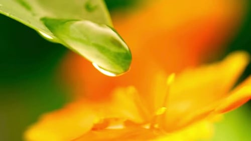 Water Drop Falling
