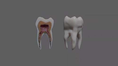 ToothTooth