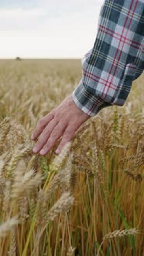 Farmer Touching Golden Wheat Ears in a Field
