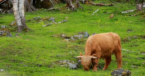 Highland Cow Grazing Peacefully in Green Meadow
