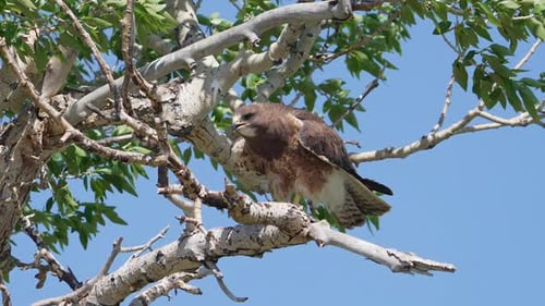 Swainson's Hawk perched on a branch as it screeches