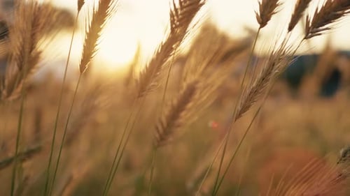 Golden Wheat Field at Sunset