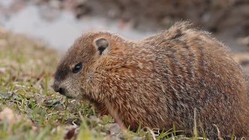 Close up Of Quebec Marmot Eating On Its Natural Habitat