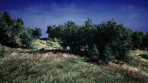 Tree Forrest in the Mountains