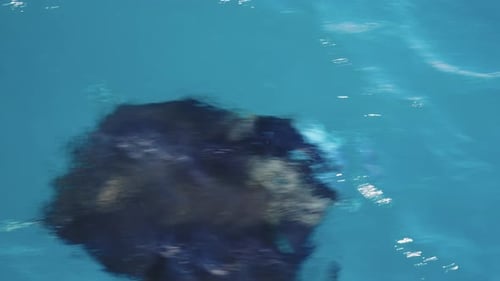 Manta Ray Gliding in Turquoise Ocean Waters