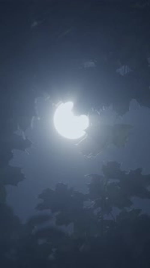Une belle nuit de pleine lune répand le calme à travers les feuilles du feuillage au-dessus