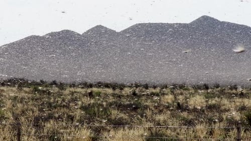 a Swarm of Locusts in the recent Plague in South Africa