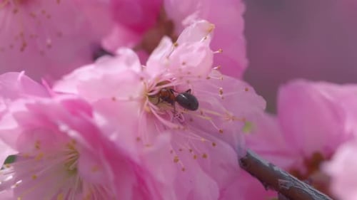 Macro shot of pink flowers of a cherry tree with ant inside