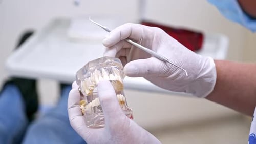 Dental Professional Examines Transparent Jaw Model