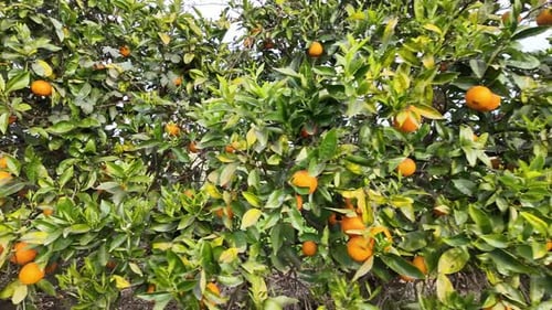 Tracking shot along a row of orange trees in citrus orchard