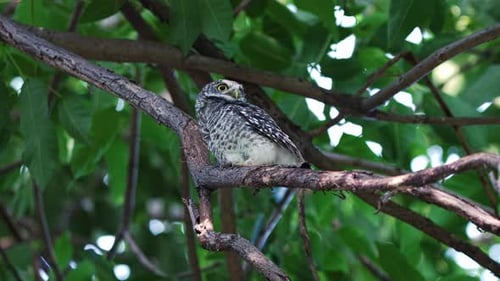 Spotted Owl Perched On The Branch While Looking Around In Its Habitat. - low angle shot