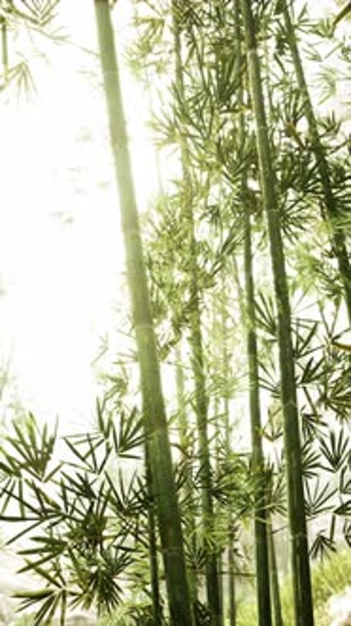 Dense Bamboo Trees Stand Tall in Lush Forest Vertical