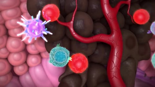 Immune Cells Animation Interacting with Blood Vessel and Macrophages