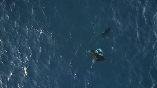 Manta Ray Swimming in the Blue Ocean