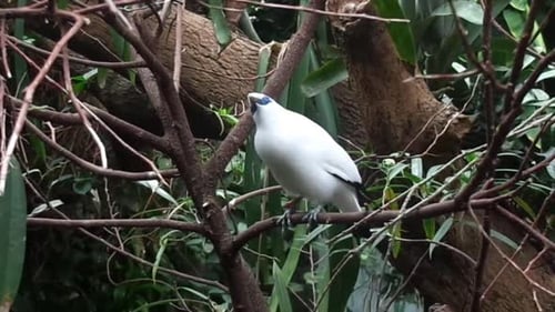 Bali Myna Bird Perched on Tree Branch While Nesting in Tropical Forest of Bali