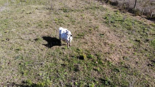Luftaufnahme einer Kuh auf dem Feld mit Bäumen im Hintergrund an einem sonnigen Tag
