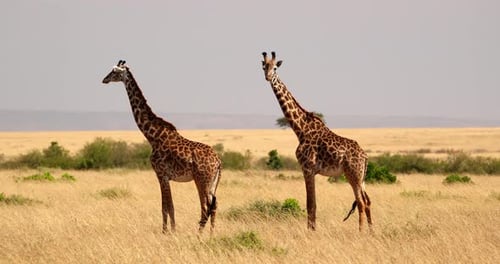 Couple Of Adult Giraffes In Masai Mara, Kenya - Wide Shot