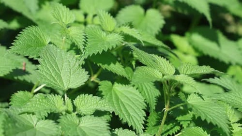 Plants d'ortie, fond d'herbes vertes, établi
