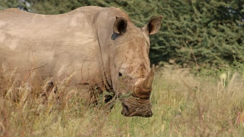 Nahaufnahme eines weißen Nashorns im natürlichen Lebensraum, Südafrika