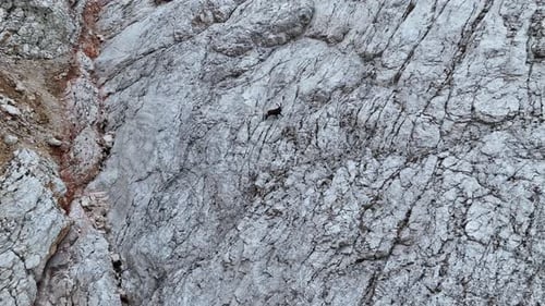 Alpine ibex walks around in a rock wall.