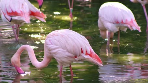 Flamingos Standing Together in the Water