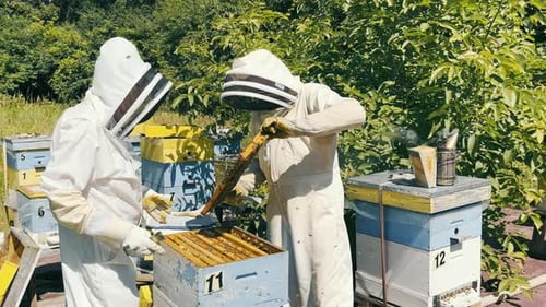 Apiary and Honey Extraction The Beekeeper Checks the Combs with Honey Many Bees on the Comb