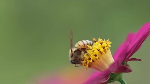 Close Up of Bumblebee on Flower Pollinating in Summer Garden