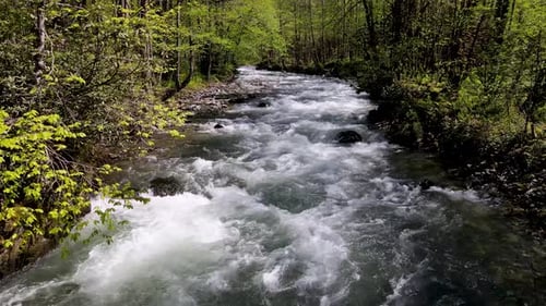 Fluss, der durch üppige Wälder und Bäume fließt