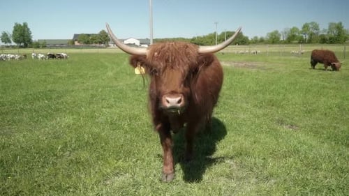 Brown Highland Cow Grazing in a Sunny Pasture