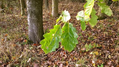 Nahaufnahme von Eichenblättern, die sich im Wind in einem kleinen englischen Wald bewegen, und Herbstlaub auf dem Boden