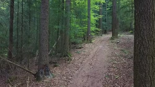 Flying forward above woodland path through trees in beautiful rich green forest.