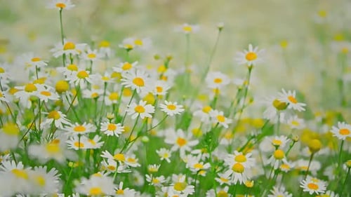 Chamomile Flowers on a Sunny Day